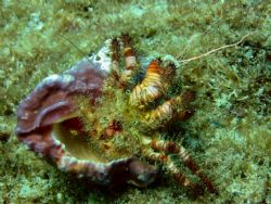 Hermit Crab. Loradeo Mexico, Baja California.
Used Canno... by Richard Kelley 